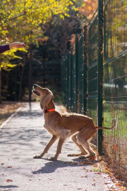 Tazy. Sonbaharda Orta Asya Greyhound yürüyüşü