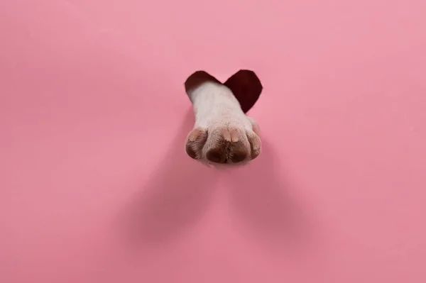 Pembe Karton Arka Planda Bir Köpek Pençesi Kalp Şeklinde Bir — Stok fotoğraf