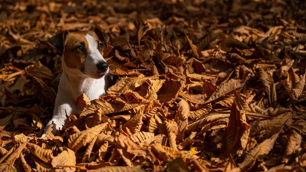 Джек Рассел Терьер Собака Куче Желтых Опавших Листьев — стоковое фото