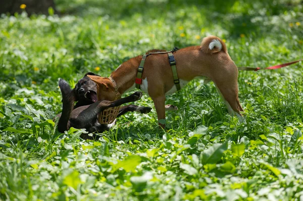 African Basenji dog in a muzzle plays with a stray dog on a walk