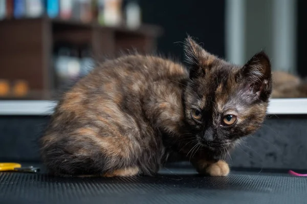 Bir Kuaförde Küçük Bir Kedi Yavrusu — Stok fotoğraf