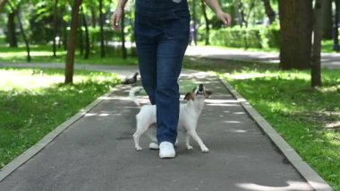 Jack Russell Terrier sahibine yılan komutası veriyor. Köpek dışarıda dişi bacakların arasında koşar.