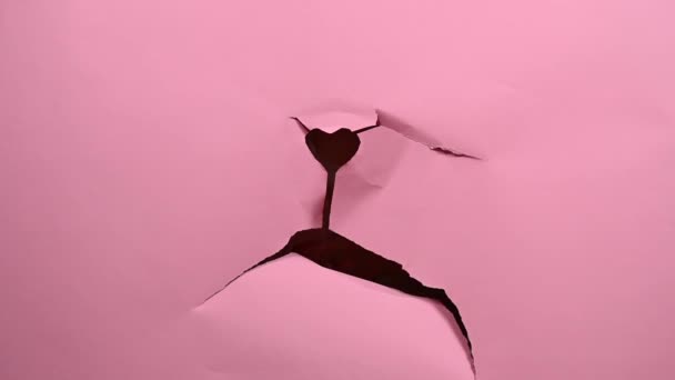 Смешной Джек Рассел Терьер Собака Слезы Выползает Розового Бумажного Фона — стоковое видео