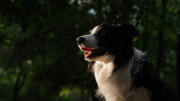 Portrait of a black and white border collie walking in the woods at sunset