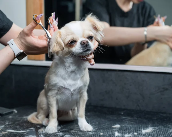 Kobieta Cięcia Słodkie Skrócone Chihuahua Pies Pielęgnacji Salon — Zdjęcie stockowe