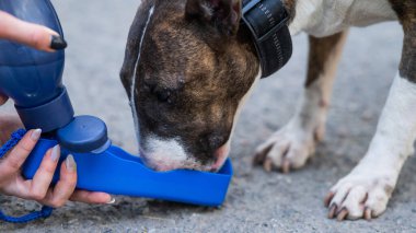 Sahibi özel bir içki şişesinden kaplan teriyerine içki veriyor.