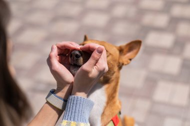 Bir kadın avuçlarını köpeklerinin yüzüne koyar. Havlamayan bir Afrika Basenji köpeği.