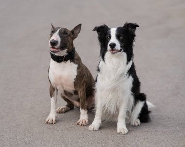 Siyah ve beyaz renkte çoban köpeği ve brindle bull terrier bir yürüyüşe oturur.