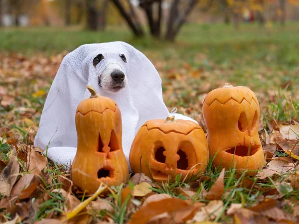 Sonbahar ormanında balkabaklarıyla hayalet kostümlü köpek Jack Russell Terrier.