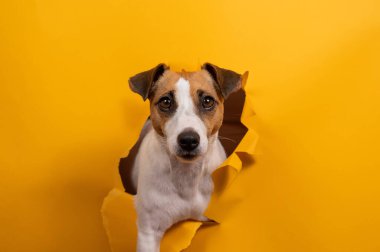 Komik köpek Jack Russell Terrier kağıt turuncu arka planda bir delikten sarkıyor.