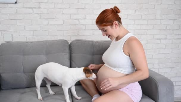 Mutlu Kızıl Saçlı Hamile Kadın Köpeğiyle Birlikte Kanepede Oturuyor Jack — Stok video