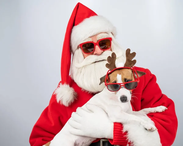 Porträt Von Weihnachtsmann Mit Sonnenbrille Und Hund Jack Russell Terrier — Stockfoto