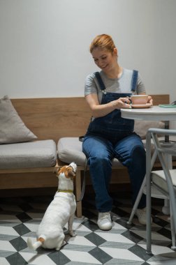 Jack Russell bir kafede yerde oturuyor ve köpek dostu bir kafede sahibini bekliyor. Kadın kahve içiyor.