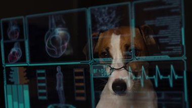 Jack Russell Terrier köpeği sanal menü tıbbi ekranındaki verilere bakıyor. Yaşam destek monitöründeki okumalar