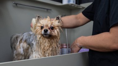 Bir kadın kuaförde şirin bir Pomeranya köpeği yıkıyor.