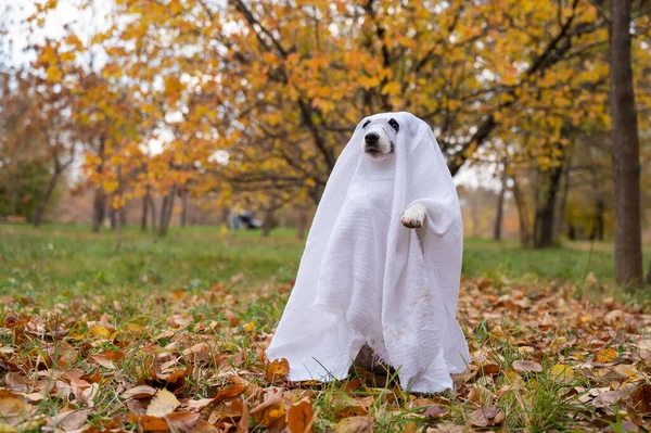 Jack Russell Terrier Pies Kostiumie Ducha Jesiennym Lesie — Zdjęcie stockowe