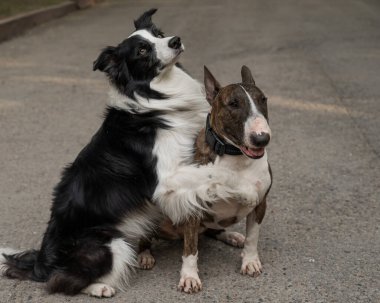 Siyah-beyaz sınır köpeği yürüyüş yaparken bir sığır gübresi teriyerine sarılıyor.