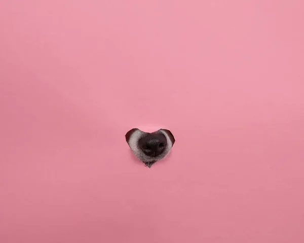 犬の鼻はピンクの段ボールの背景から突き出ています 心臓の形をした穴 — ストック写真