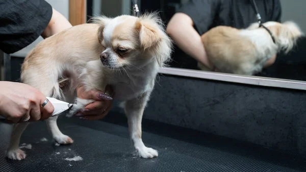 Groomer Knipt Haar Poten Van Een Chihuahua Een Verzorgingssalon Grappige — Stockfoto