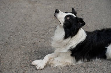 Çapraz pençeli siyah beyaz bir çoban köpeği kaldırımda yatıyor.