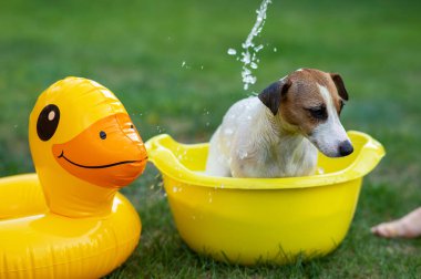 Sahibi köpeği yeşil çimenlikteki sarı bir havuzda yıkıyor.