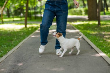Jack Russell Terrier sahibine yılan komutası veriyor. Köpek dışarıda dişi bacakların arasında koşar.