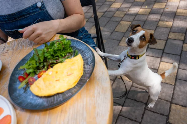 Jack Russell begging the owner in a street cafe. Woman having breakfast in dog friendly outdoor cafe