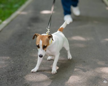Jack Russell Terrier köpeği parkta yürürken tasmasını sıkıca tutuyor.
