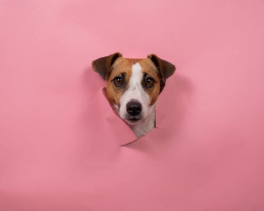 Komik köpek Jack Russell Terrier Pembe kağıt arkaplanı yırttı