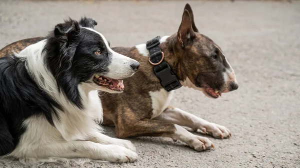 Boğa Teriyeri Sınır Köpeği Açık Havada Yürüyüşe Çıkmış Iki Köpek — Stok fotoğraf