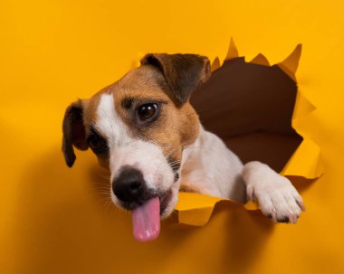 Jack Russell Terrier 'ı yalamak, kağıt turuncu arka planda yırtılmaya başlar.