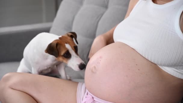 一个孕妇和一只狗坐在沙发上 Jack Russell Terrier舔业主的肚子 — 图库视频影像