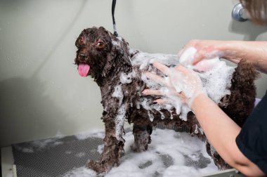 Kadın kuaförde mini fino köpeğini şampuanlıyor.