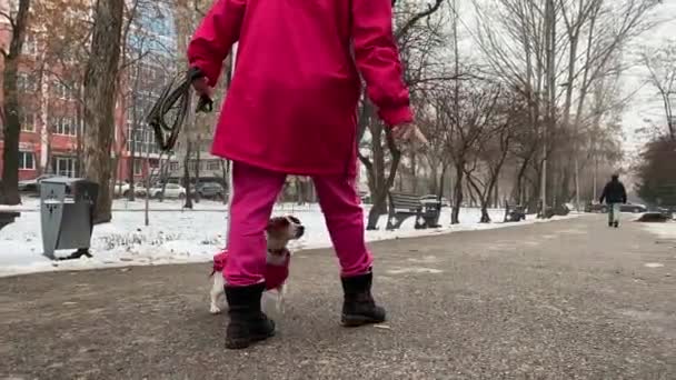 犬ジャックラッセルテリアは冬の散歩でホステスのためのコマンドを実行します — ストック動画