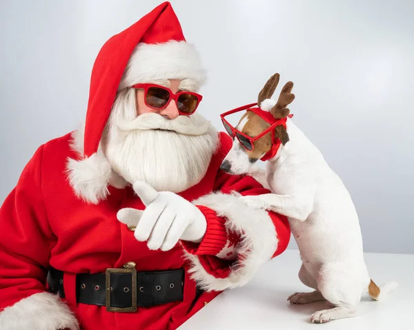 Porträt Von Weihnachtsmann Mit Sonnenbrille Und Hund Jack Russell Terrier — Stockfoto