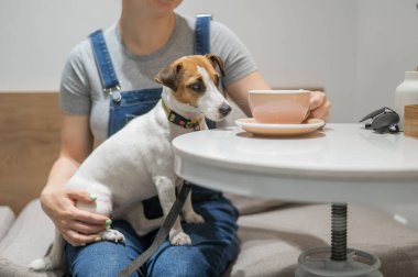 Jack Russell bir kafede hostesin kucağında oturuyor. Köpek dostu bir kafede kahve içen kadın.