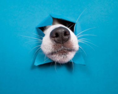 Jack Russell Terrier köpek burnu yırtılmış kağıt mavisi arka planda