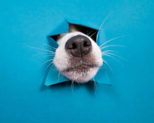 Jack Russell Terrier dog nose sticking out of torn paper blue background