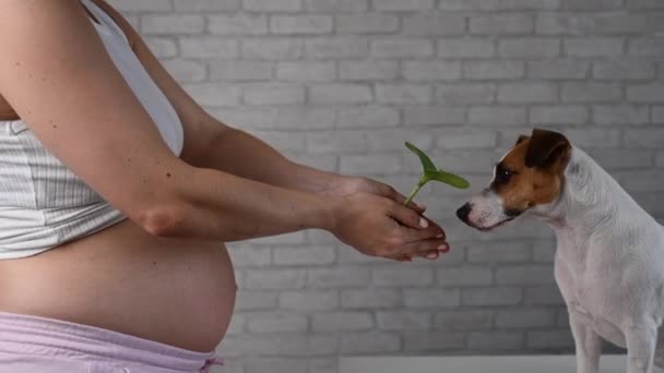 Widok Ciężarnej Kobiety Trzymającej Kiełk Psa Jacka Russella Terriera Brzuch — Wideo stockowe