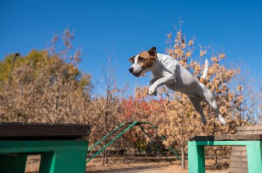 Jack Russell Terrier köpeği köpek parkında bir banktan diğerine atlıyor.