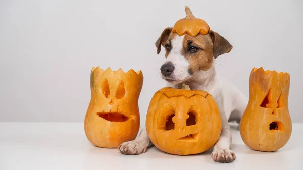 Jack Russell Terrier dog with a pumpkin cap and three jack-o-lanterns on a white background