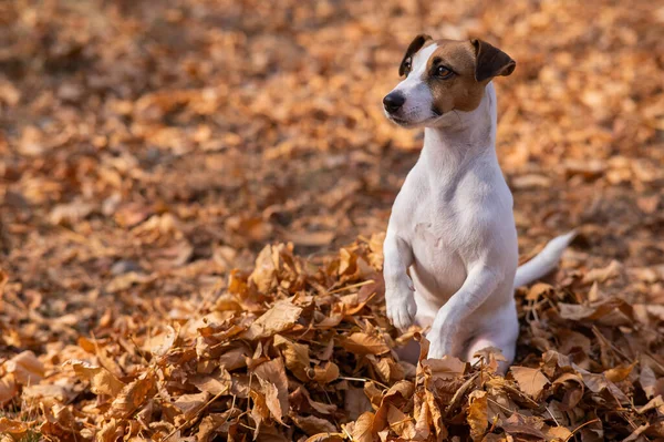 Jack Russell Terrier Kutya Egy Halom Sárga Lehullott Levélben — Stock Fotó