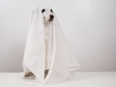 Beyaz arka planda hayalet kostümlü köpek Jack Russell Terrier.
