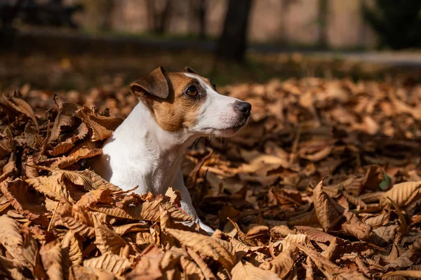 Джек Рассел Терьер Собака Куче Желтых Опавших Листьев — стоковое фото