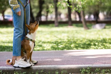 Afrikalı bir köpek parkta sahibinin ayaklarının dibinde oturuyor.