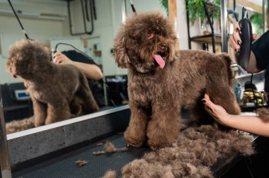 Bir kadın kuaförde jiletle kahverengi kıvırcık bir köpeği buduyor. Kaniş ve kucak köpeği karışımı.