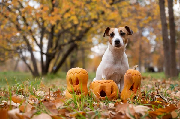 Pies Jack Russell Terrier Dyniami Typu Jack Latarnia Jesiennym Lesie — Zdjęcie stockowe