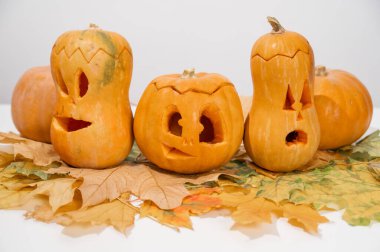 Akçaağaç yaprakları üzerinde bir grup balkabağı-fener. Beyaz arka planda Cadılar Bayramı dekorasyonu