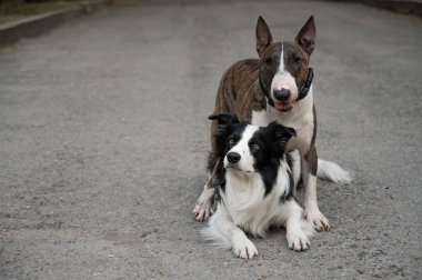İki köpek yürüyüş yaparken sarılıyorlar. Border collie ve bull terrier