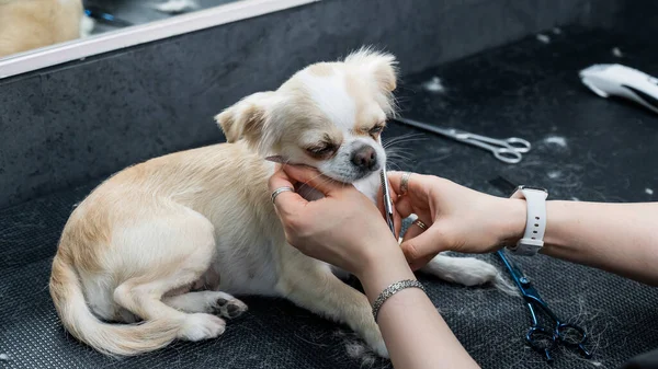 Kobieta Cięcia Słodkie Skrócone Chihuahua Pies Pielęgnacji Salon — Zdjęcie stockowe